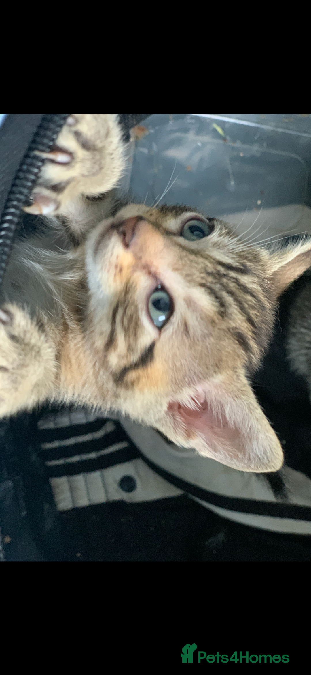 Mixed Breed cats for sale: Beautiful half Siamese kittens  - Image 4