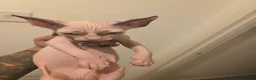 Sphynx cats for sale: 3 x sphynx kittens for sale - Advert 2