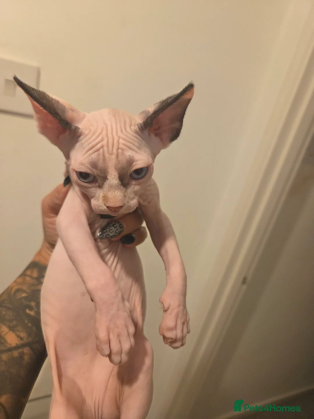 Sphynx cats for sale: 3 x sphynx kittens for sale - Advert 2