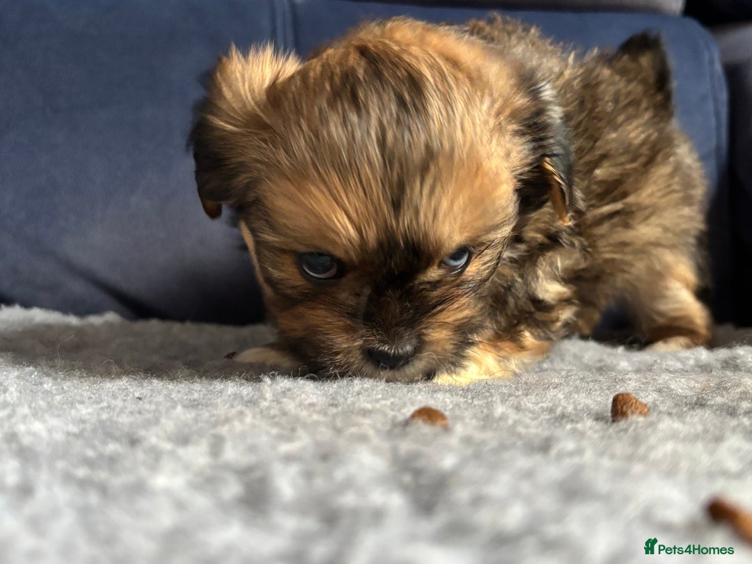 Lhasa Apso dogs for sale: Lhasa Apso Puppies – Tiny Tails, Big Hearts! - Image 33