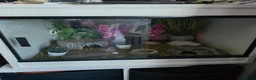Leopard Gecko reptiles for sale: Leopard gecko - Advert 2