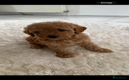 Cockapoo dogs for sale: F1bb petite cockerpoos  - Image 8