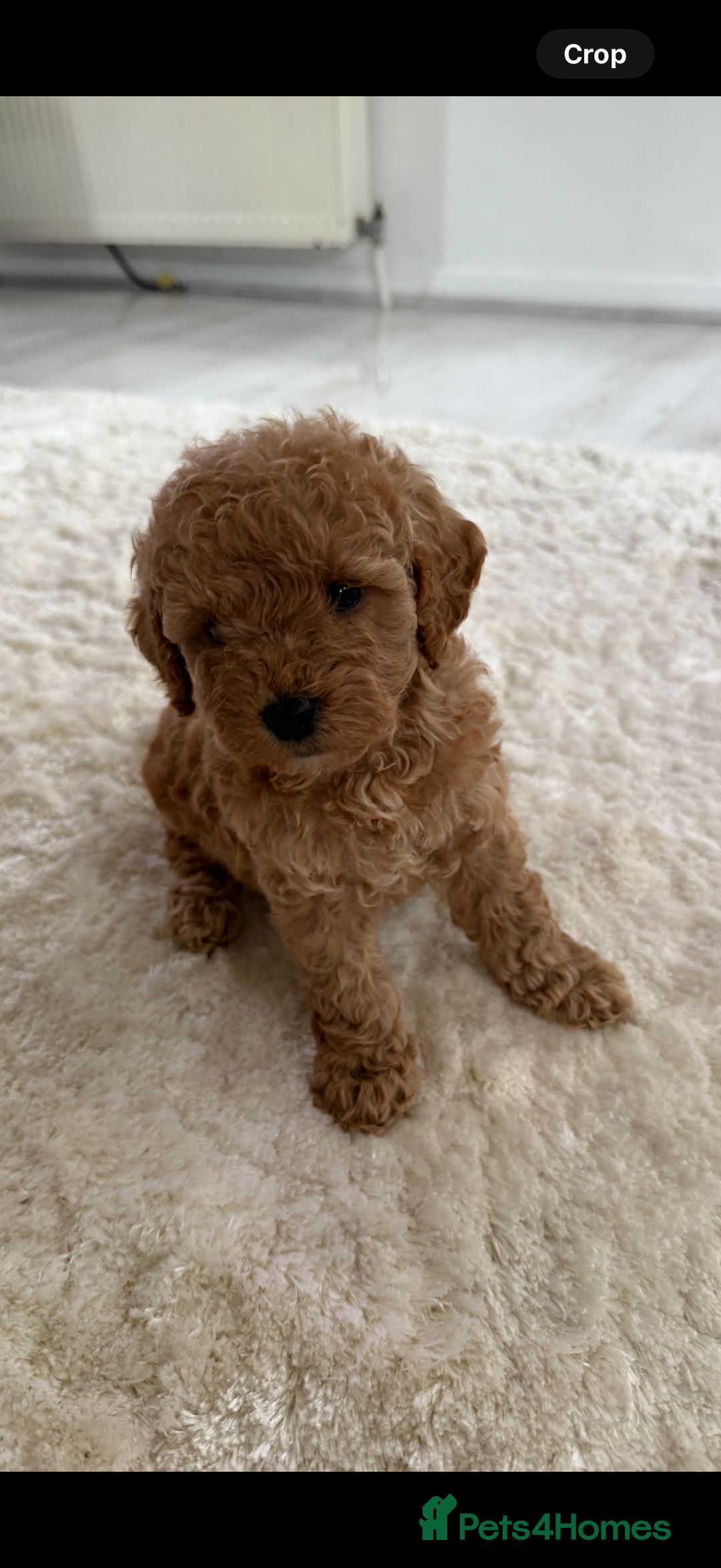 Cockapoo dogs for sale: F1bb petite cockerpoos  - Image 8