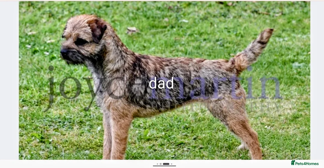 Border Terrier dogs for sale: Kc border terrier puppies  - Advert 2