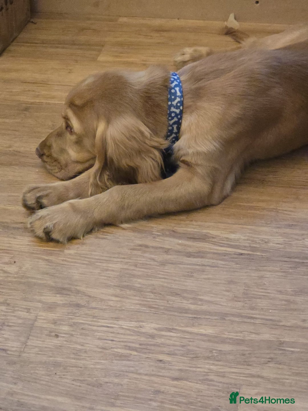Cocker Spaniel dogs for sale: Cocker spaniel  - Image 1