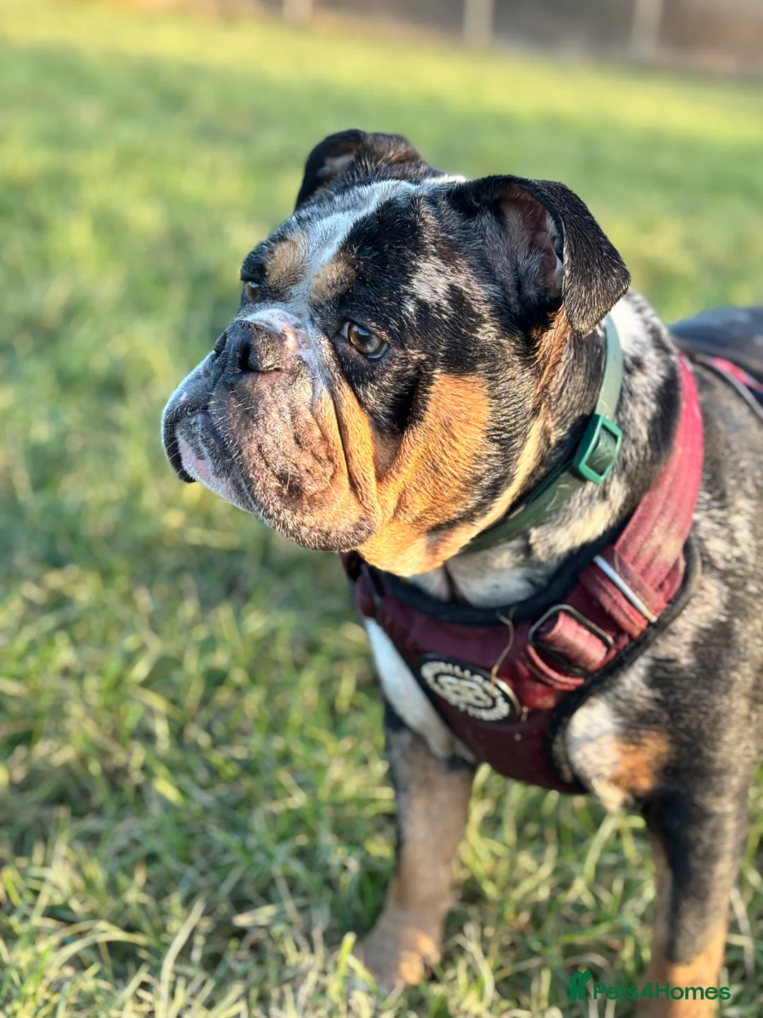 Old Tyme Bulldog dogs for sale: Enzo  - Advert 4