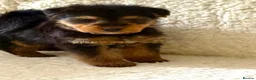 Mixed Breed dogs for sale: Wawauzer puppies  - Advert 5