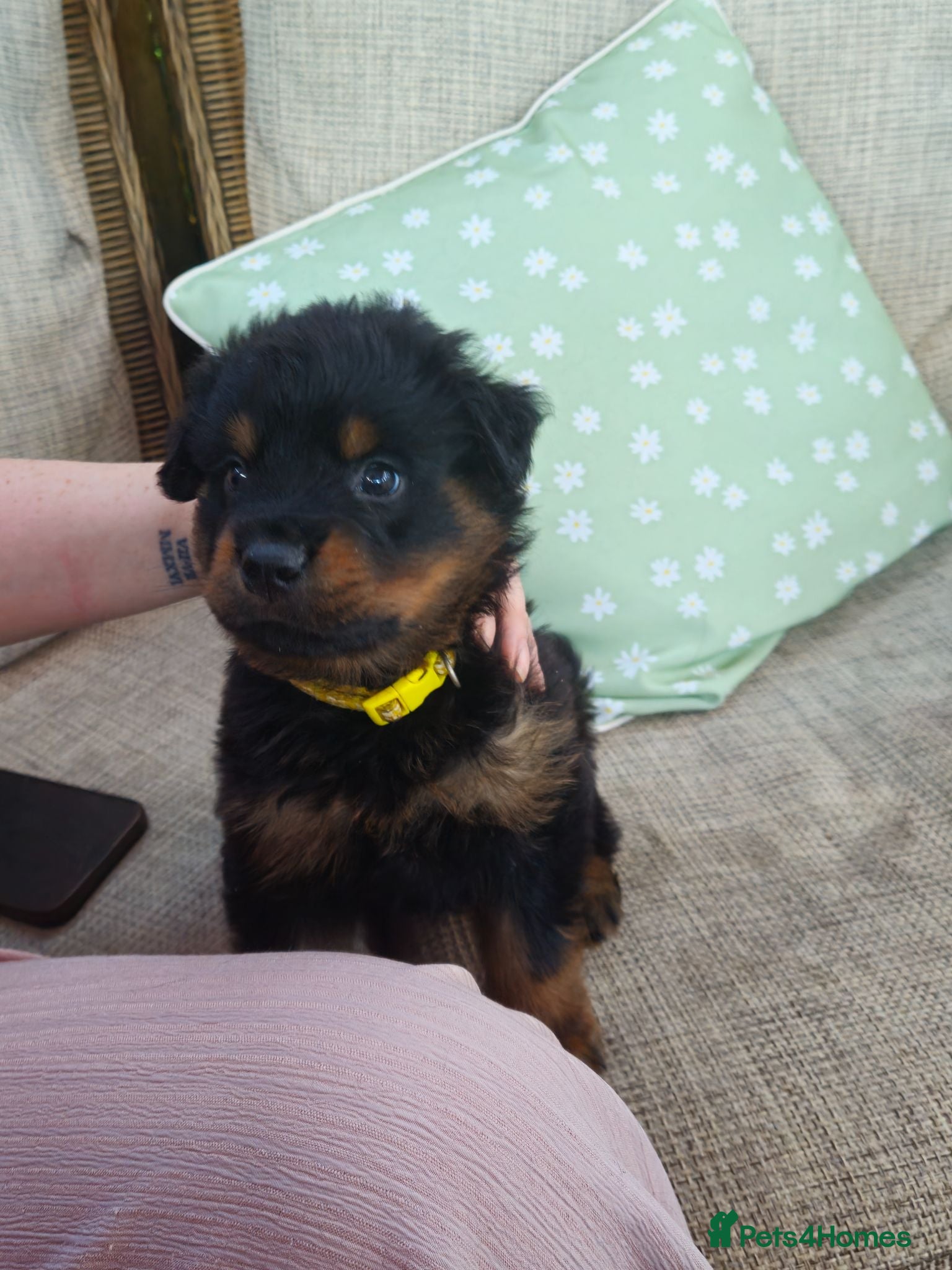Rottweiler dogs Last male rottweiler pup need forever homes - Advert 2