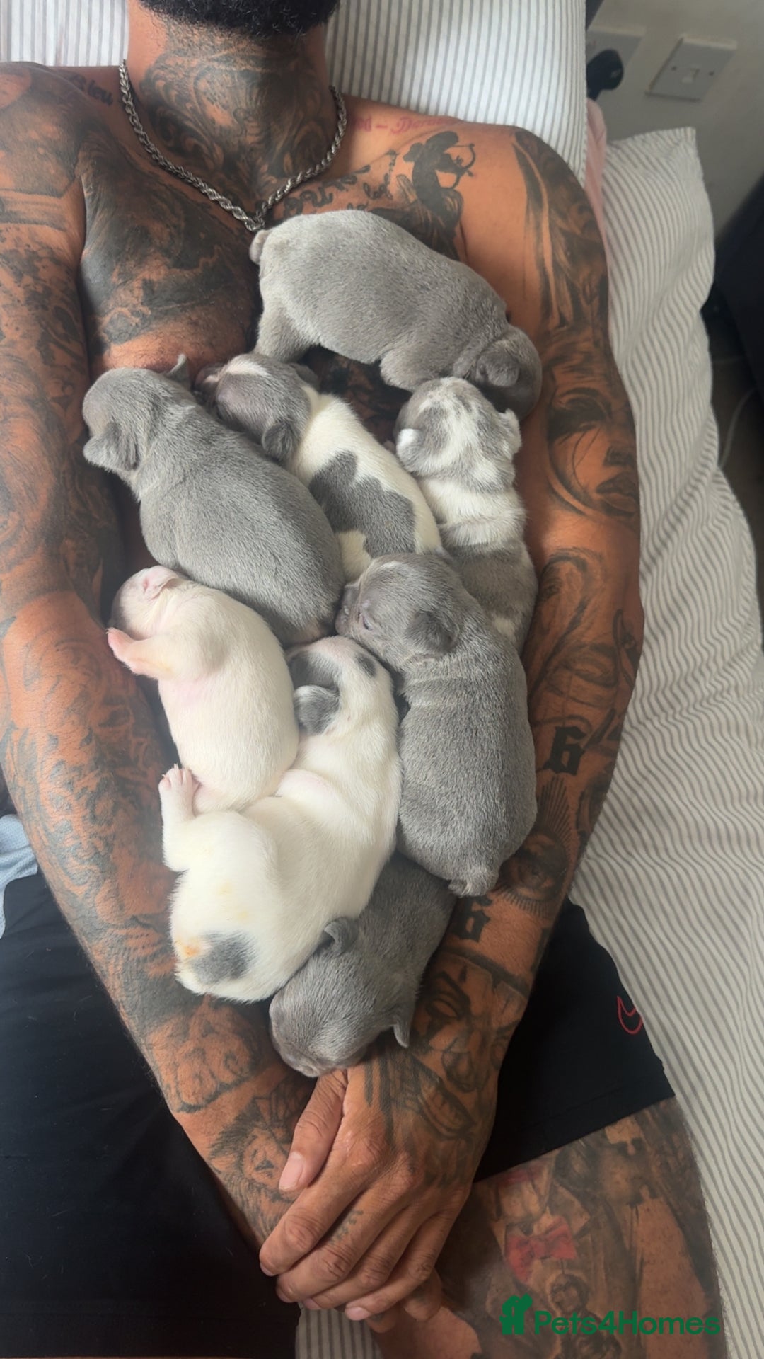 French Bulldog dogs for sale: 8 KC Reg’d French Bulldog Pups For Sale - Image 14