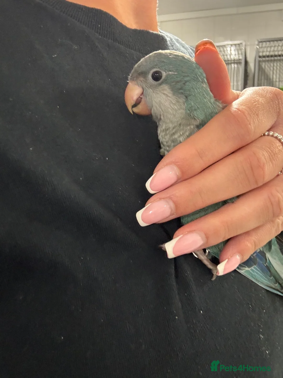 Parrots birds for sale: GORGEOUS HANDREARED QUAKERS  - Advert 2