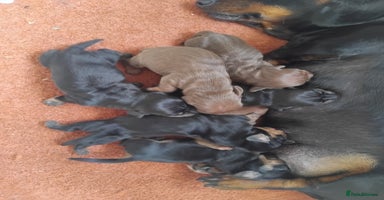 Miniature Dachshund dogs - Advert 1