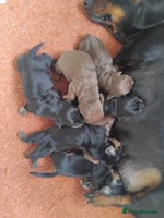 Miniature Dachshund dogs - Advert 3