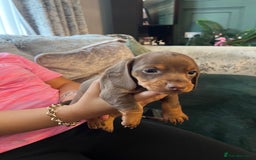 Miniature Dachshund dogs for sale: Beautiful miniature dachshund pups  - Image 14