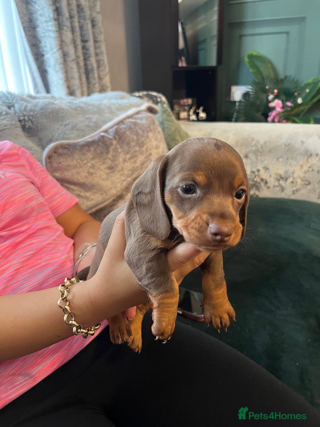 Miniature Dachshund dogs for sale: Beautiful miniature dachshund pups  - Image 14