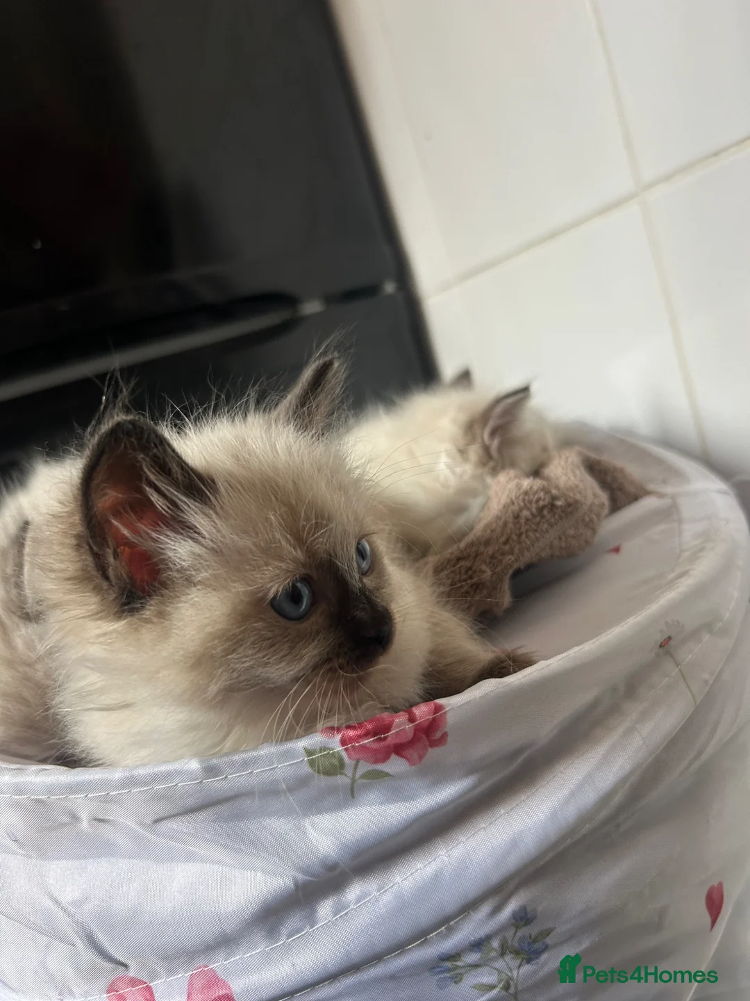 Ragdoll cats for sale: Beautiful Ragdoll kittens  - Advert 2