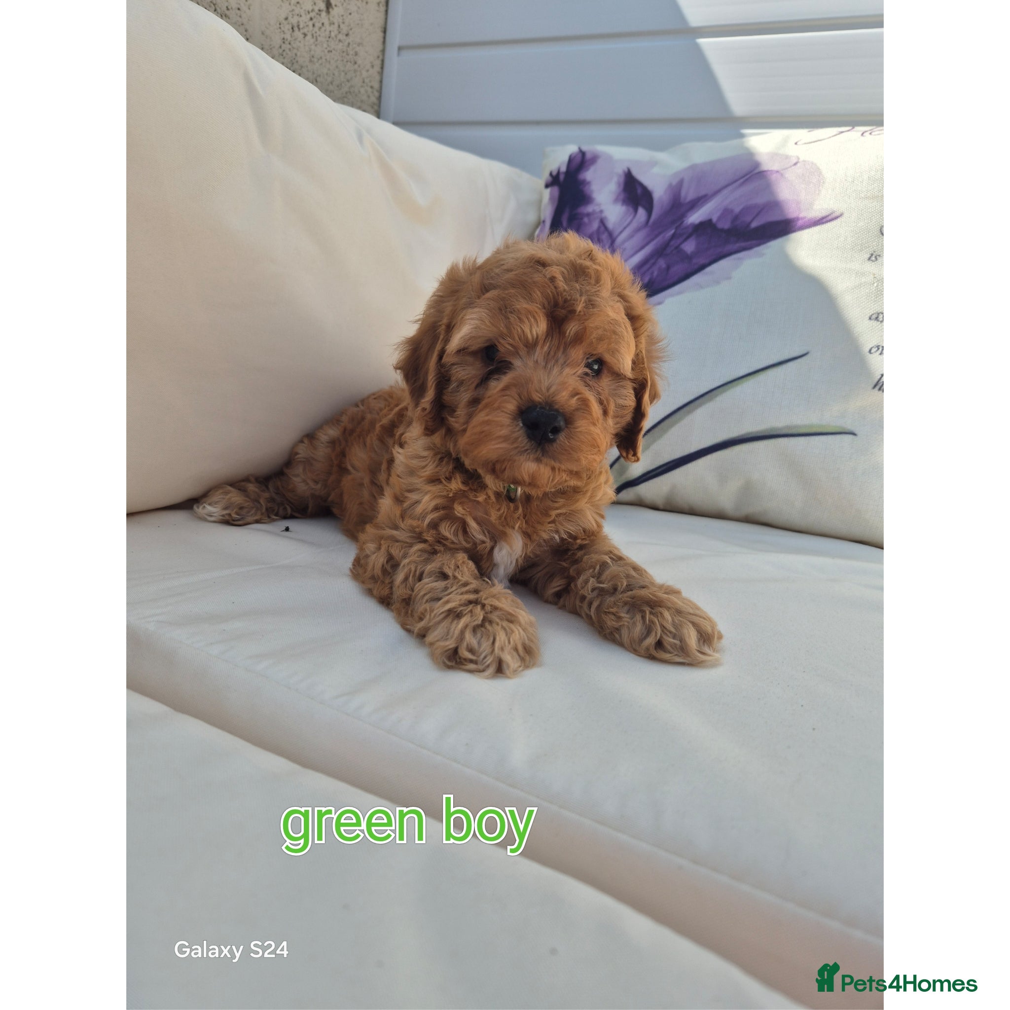 Cockapoo dogs Cockerpoo puppies READY NOW LAST BOY  - Advert 16