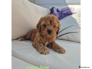 Cockapoo dogs Cockerpoo puppies READY NOW LAST BOY - Advert 16