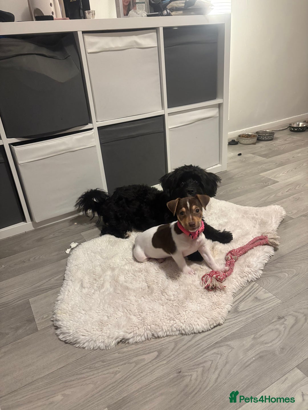 Jack Russell dogs for sale: Jack Russell Puppy female - Advert 3