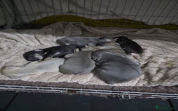French Bulldog dogs for sale: French dog for sale  - Image 23