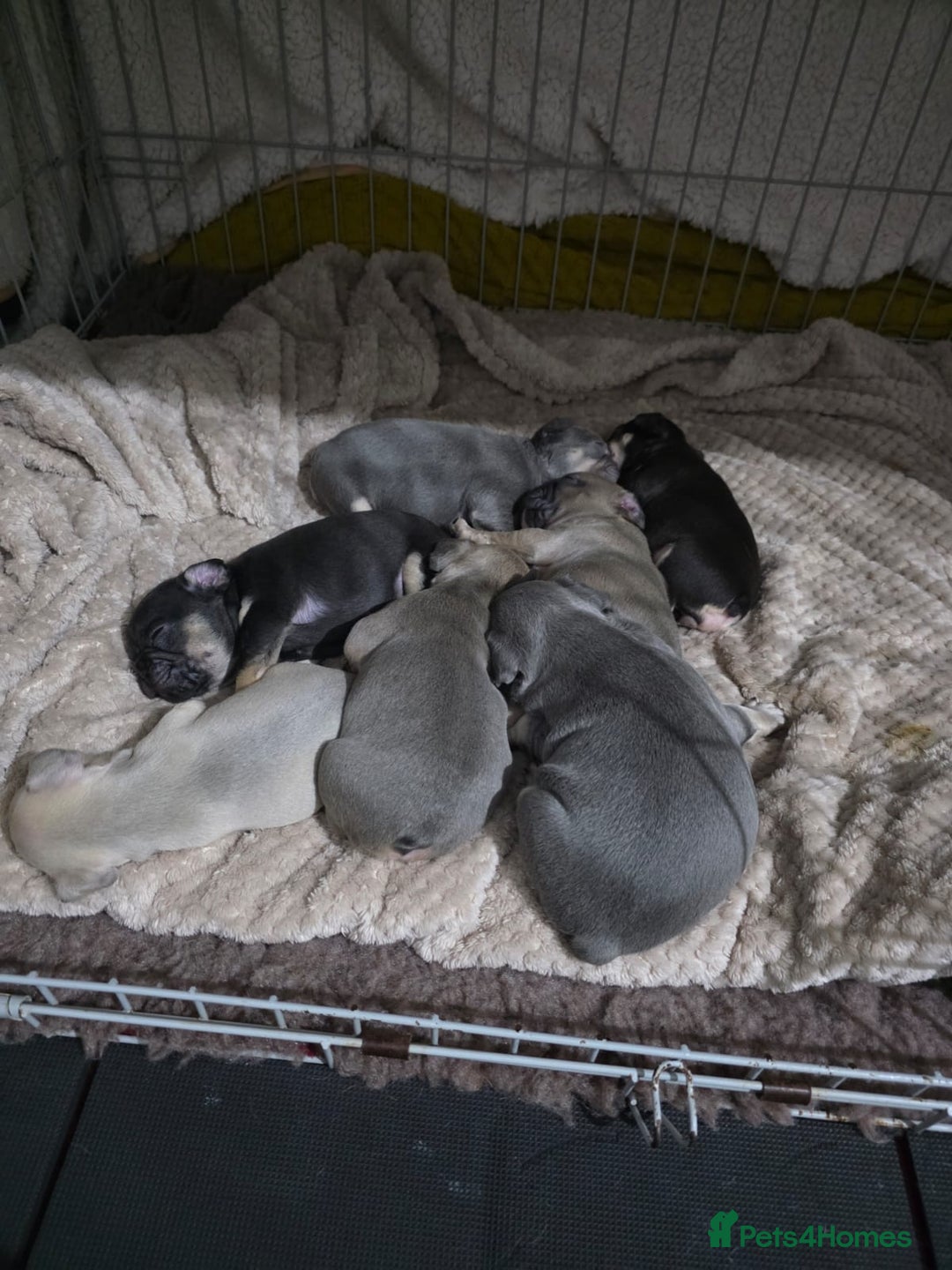 French Bulldog dogs for sale: French dog for sale  - Image 23