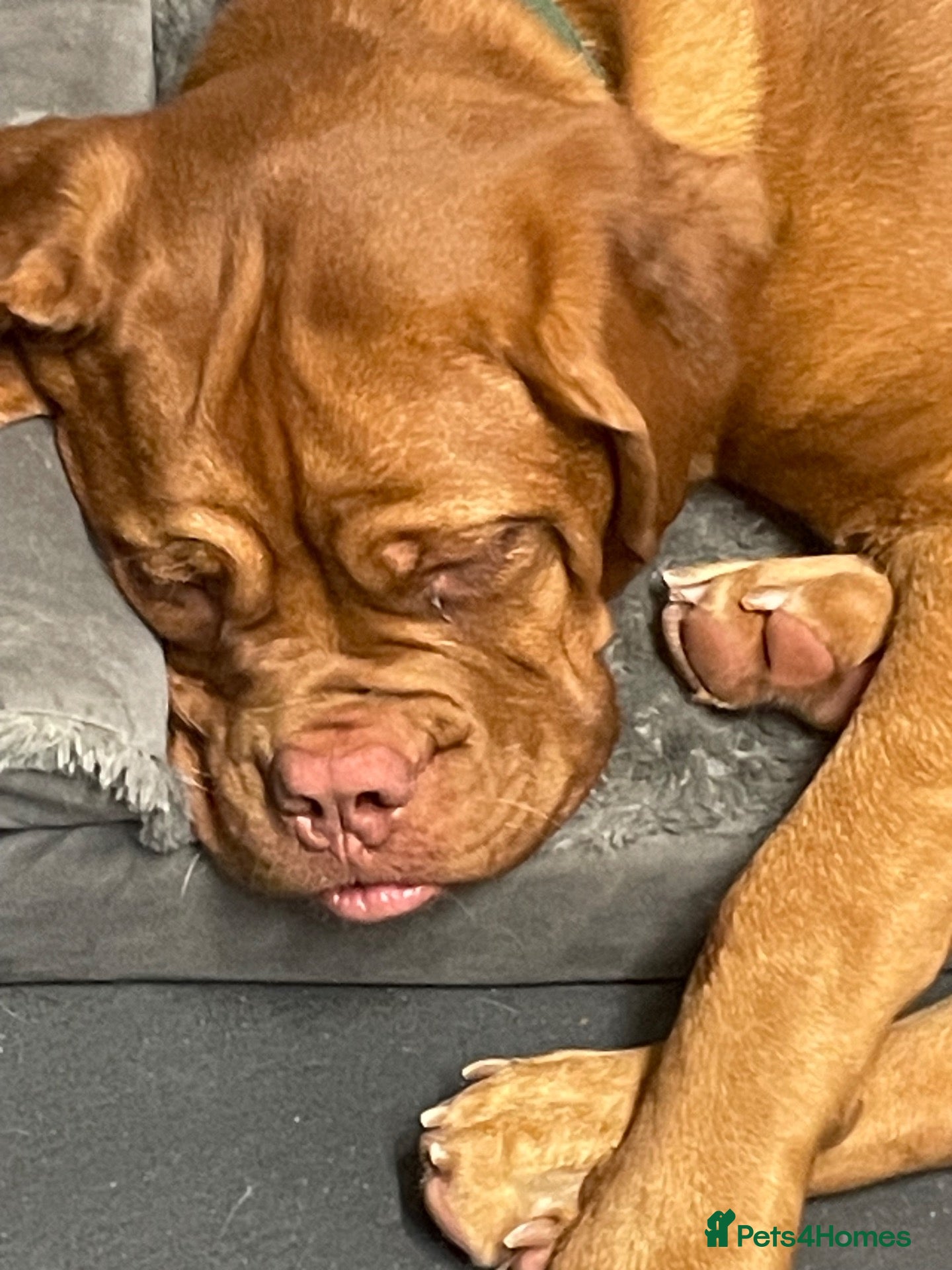 Dogue De Bordeaux dogs for sale: 7 month old female  - Advert 21