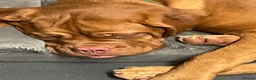 Dogue De Bordeaux dogs for sale: 7 month old female  - Advert 1