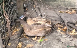 Ducks poultry for sale: PAIR OF KHAKI CAMPBELL DUCKS - Image 2