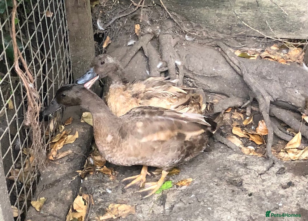 Ducks poultry for sale: PAIR OF KHAKI CAMPBELL DUCKS - Image 2
