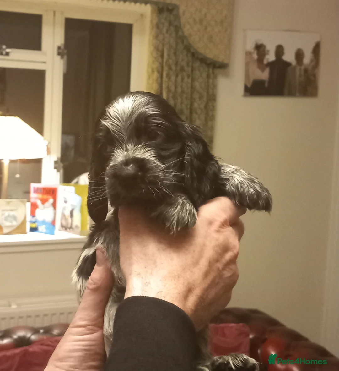 Cocker Spaniel dogs for sale: Loving permanent homes only - Advert 4