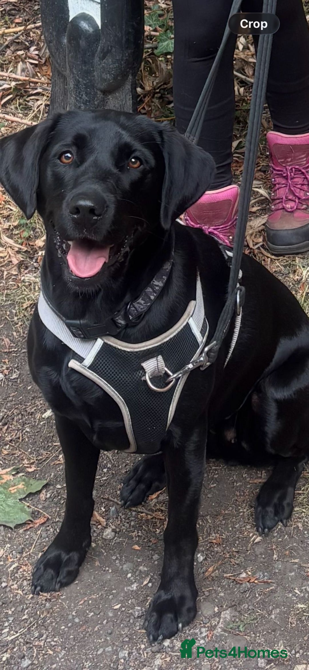 Labrador Retriever dogs for sale: Fox red Labrador Boy  - Advert 3