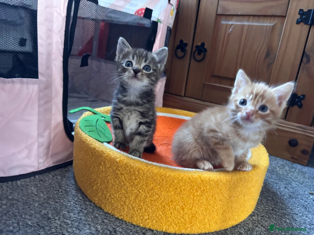 Mixed Breed cats for sale: Kittens - Advert 12