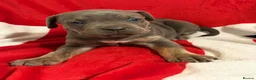 Cane Corso dogs for sale: BEAUTIFUL CANE CORSO PUPPIES – ICCF REGISTERED 🐾 - Advert 8