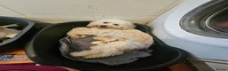 Cockapoo dogs for sale: 🐾 Hello, dear animal lovers! 🐾   - Advert 27