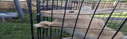 Continental Giant rabbits for sale: Continental giant for sale  - Advert 3