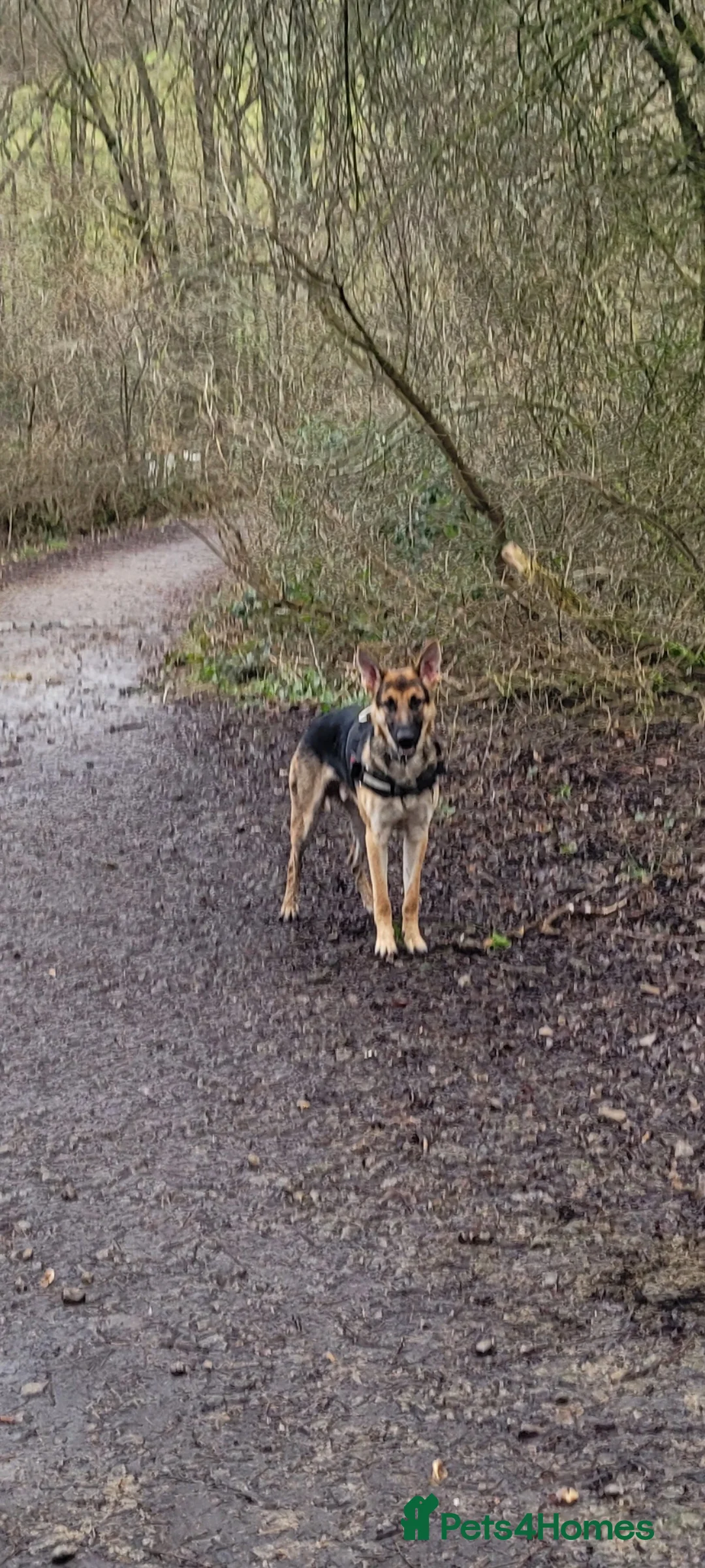 Belgian Shepherd Dog dogs for stud: Tyson for stud - Advert 4