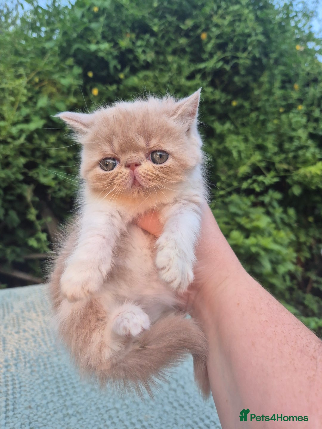 Persian cats for sale: 🏆champion sired persian and exotics kittens😸 ♥️  - Image 2