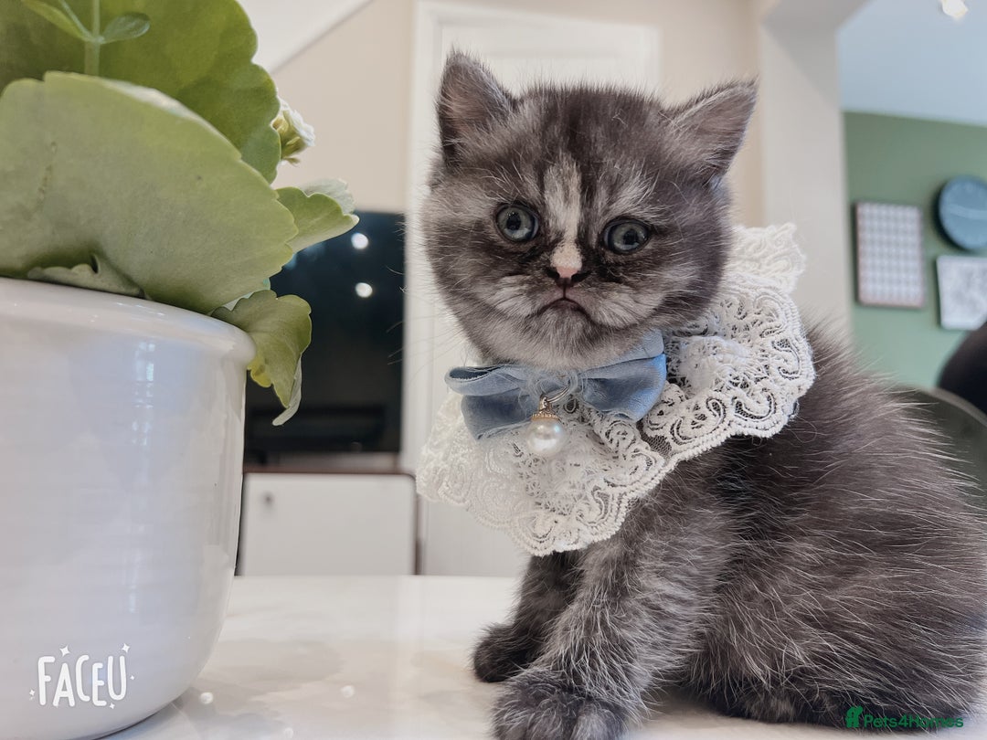 Mixed Breed cats for sale: Mix cat to sell - Image 3