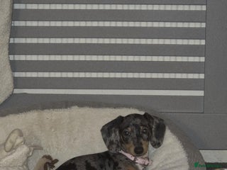 Dachshund dogs Dapple daschund - Advert 1