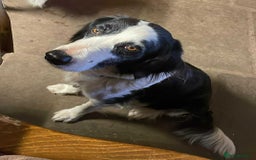 Mixed Breed dogs for sale: Mixed breed rainbow of colours  - Image 12