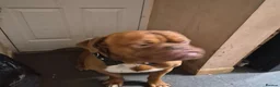 Dogue De Bordeaux dogs for stud: Beautiful male douge up for STUD  - Advert 4