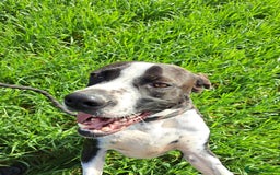 Pointer dogs for adoption: Phoebe, cuddly pointer girl, ready for her forever - Image 6
