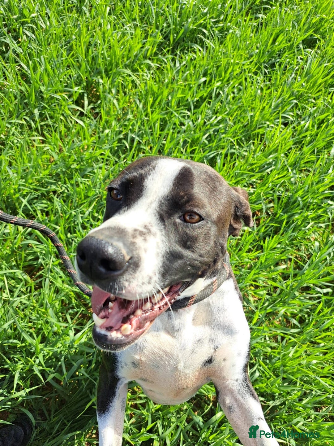 Pointer dogs for adoption: Phoebe, cuddly pointer girl, ready for her forever - Image 6