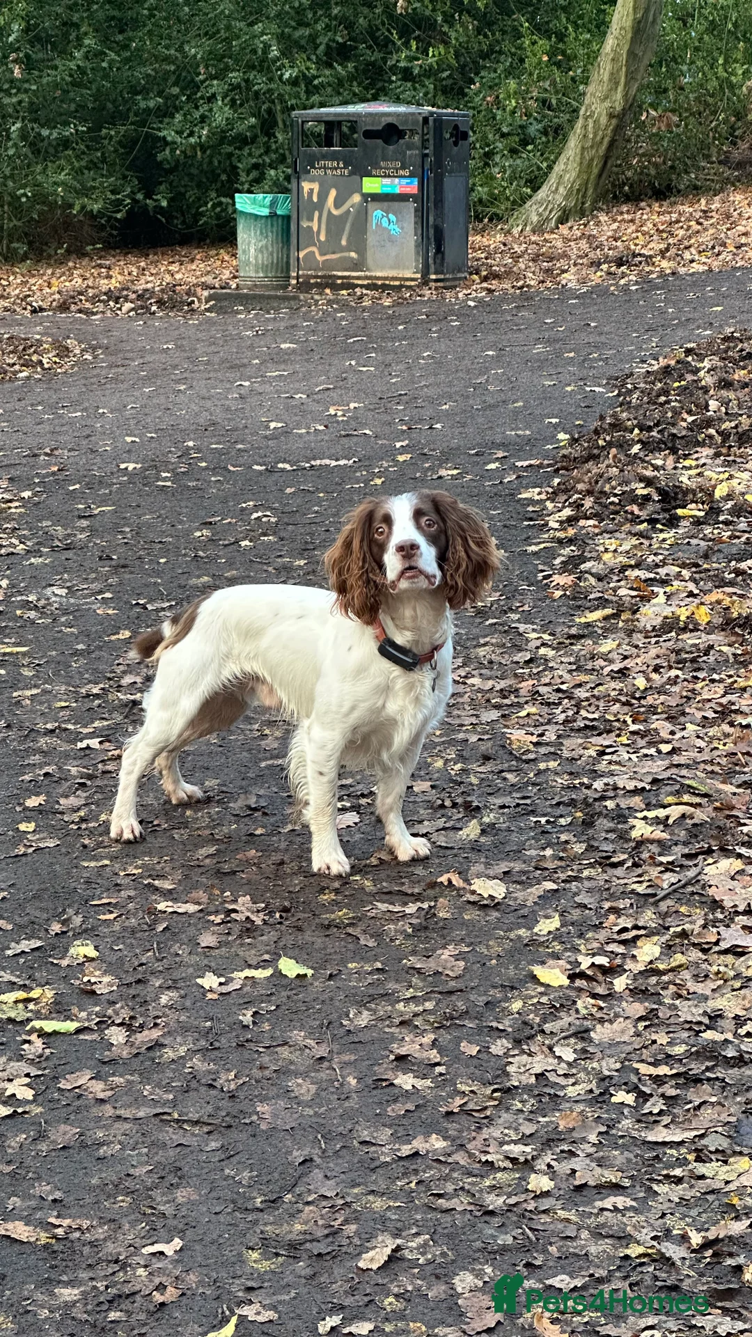 English Springer Spaniel dogs for stud: Jerry - KC Registered English Springer Spaniel  - Advert 4