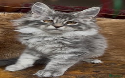 Maine Coon cats for sale: 🏆 PEDIGREE MAINE COON KITTENS GCCF 🏆  - Image 2