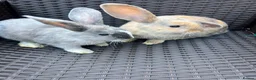Mixed Breed rabbits for sale: Baby Dwarf Lop x Lionhead in Lichfield - Advert 10