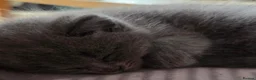 British Shorthair cats for sale: Beautiful Confident and Loving Kittens. - Advert 16