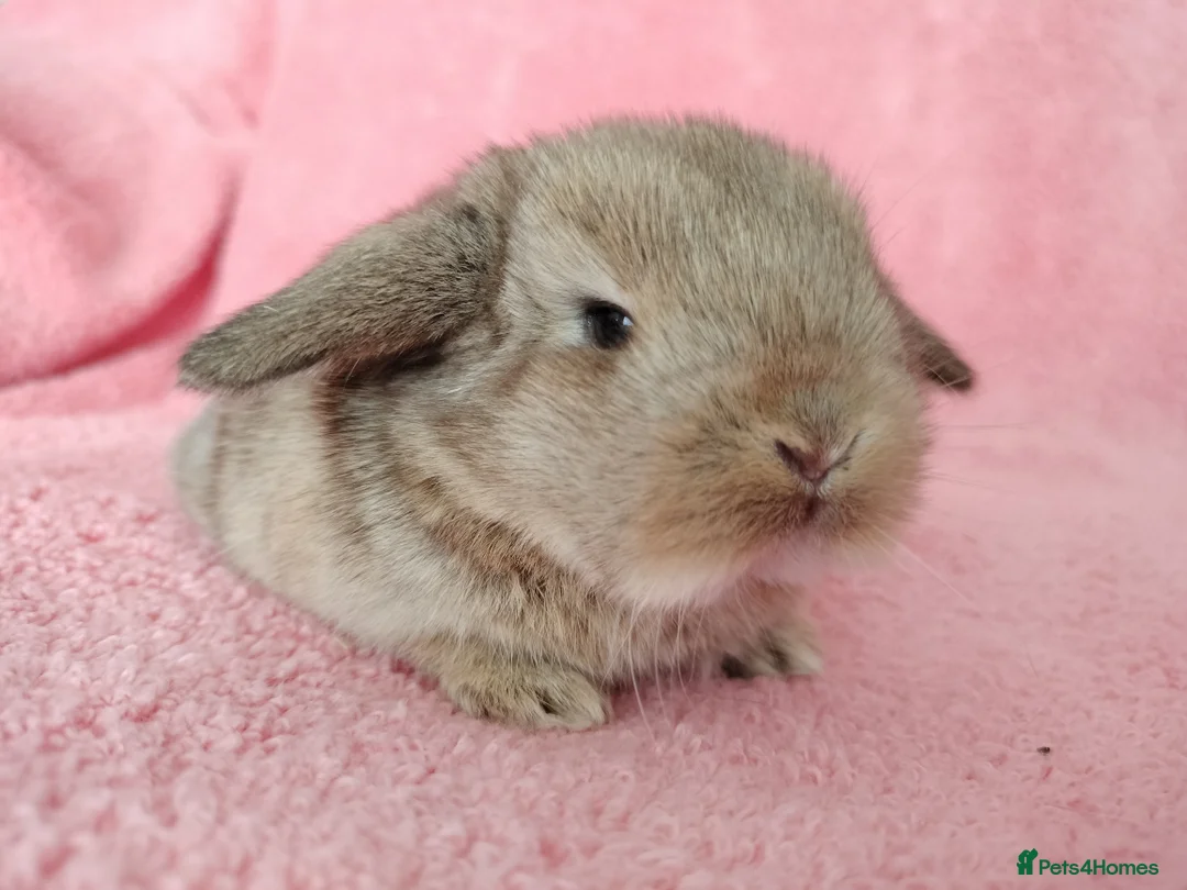 Mini Lop rabbits for sale: Baby mini lops for sale  - Advert 2