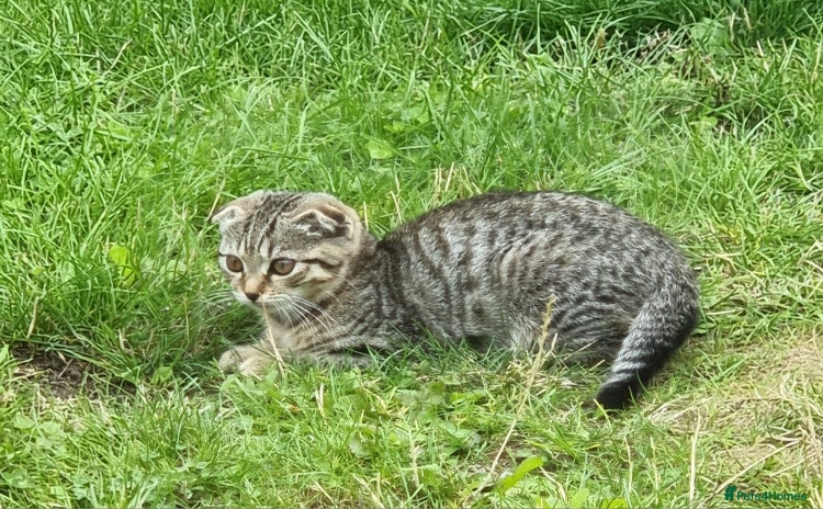 Mixed Breed cats - Advert 12