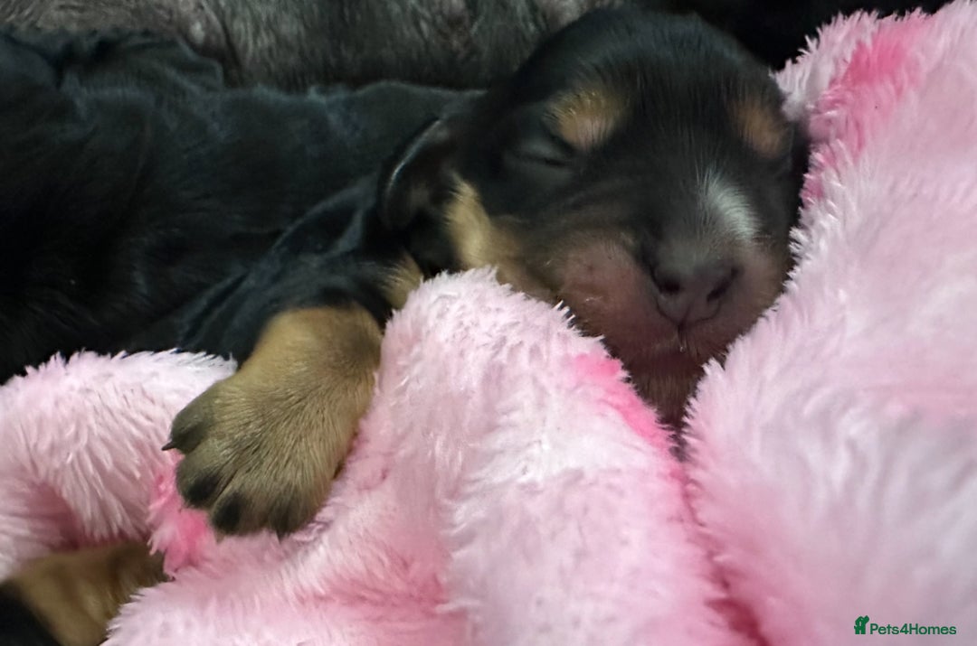 Cocker Spaniel dogs for sale: GORGEOUS, CH LINE, HEALTH TESTED SHOW COCKERS 💕 - Advert 4