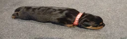 Rottweiler dogs for sale: Rottweiler puppy's  - Advert 8